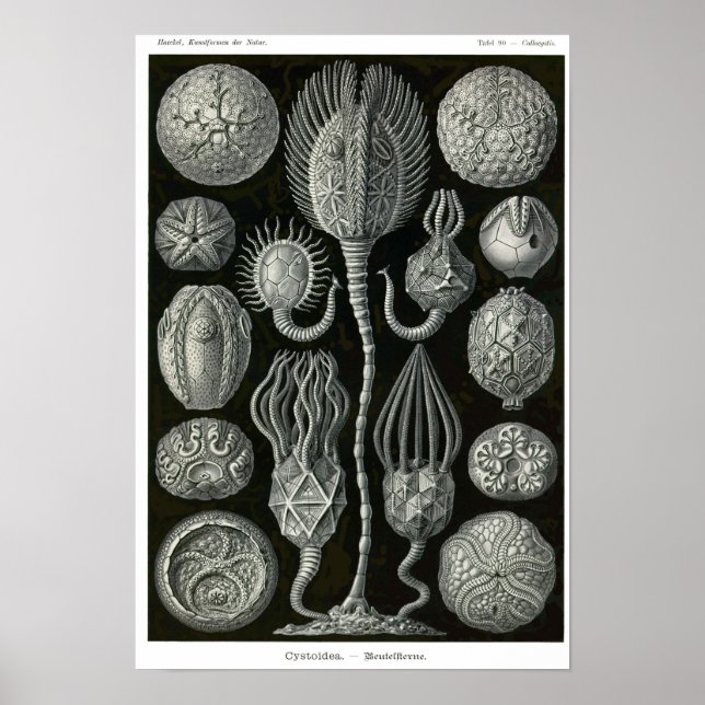 Poster Plaque 90. Cystoidea. (Devant)