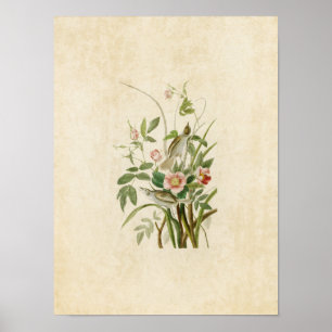 Poster Plaque 93   Seaside Finch   Oiseaux d'Amérique