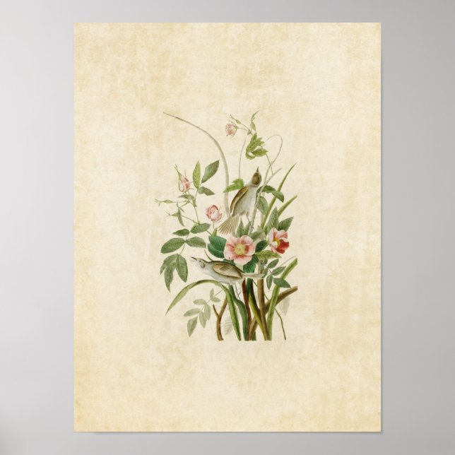 Poster Plaque 93 | Seaside Finch | Oiseaux d'Amérique (Devant)