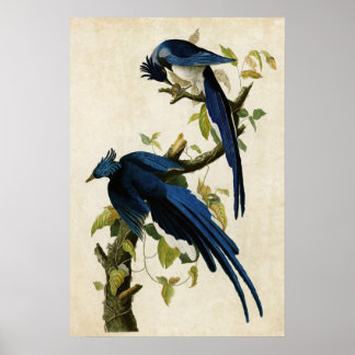 Poster Plaque 96 | Columbia Jay | Oiseaux d'Amérique