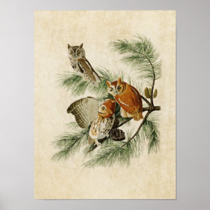 Poster Plaque 97   Petite chouette   Oiseaux d'Amérique