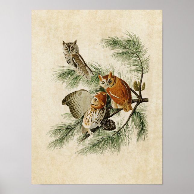 Poster Plaque 97 | Petite chouette | Oiseaux d'Amérique (Devant)