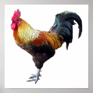 Poster Plaque de coq