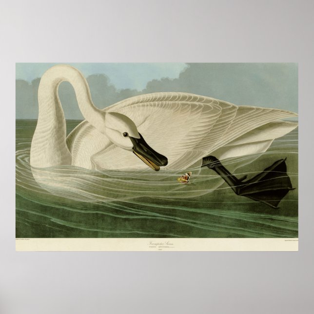 Poster Plaque de litho antique de cygne trompette Audubon (Devant)