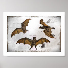 Poster Plaque éducative de Bat
