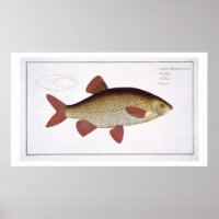 Plaque I de Carpe rouge (Cyprinus Erithrophthalmus