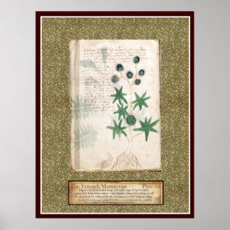 Poster Plaque Voynich 12