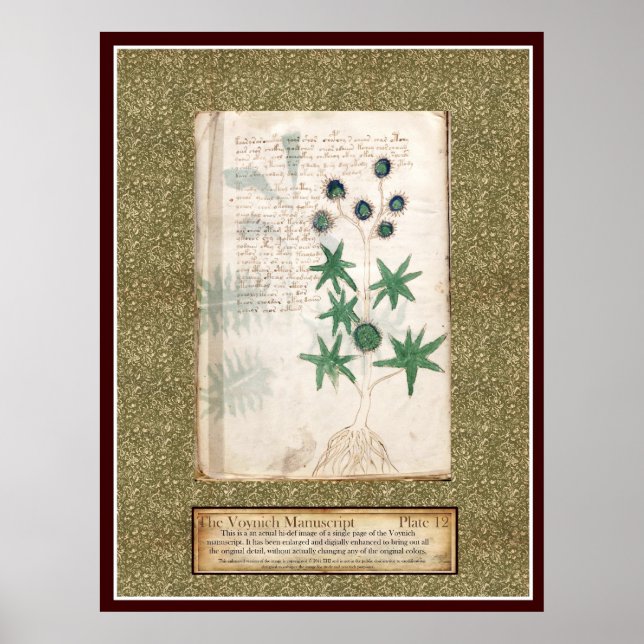 Poster Plaque Voynich 12 (Devant)