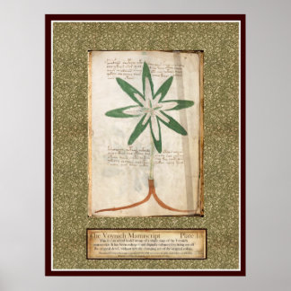 Poster Plaque Voynich 13