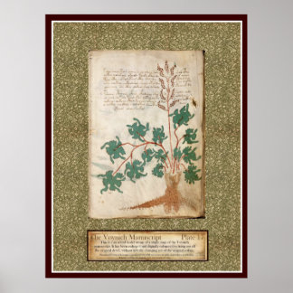 Poster Plaque Voynich 17