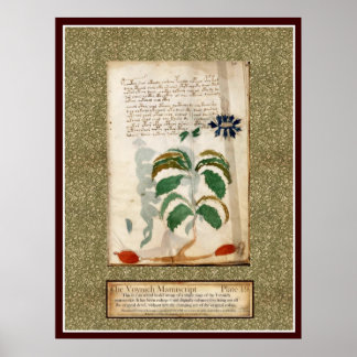 Poster Plaque Voynich 19