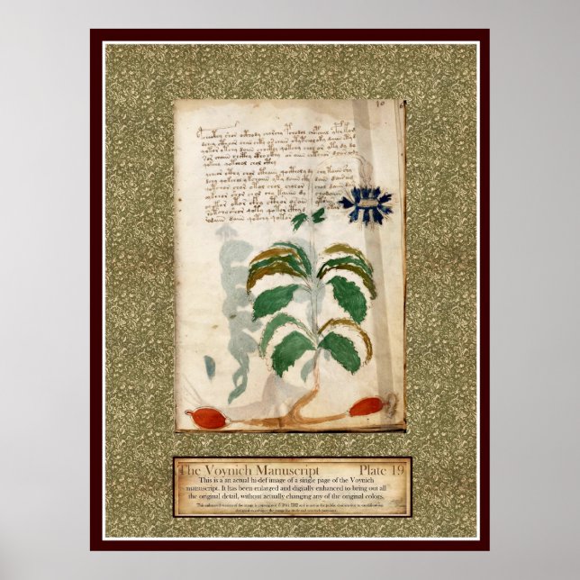 Poster Plaque Voynich 19 (Devant)