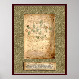 Poster Plaque Voynich 1 - Illustration botanique