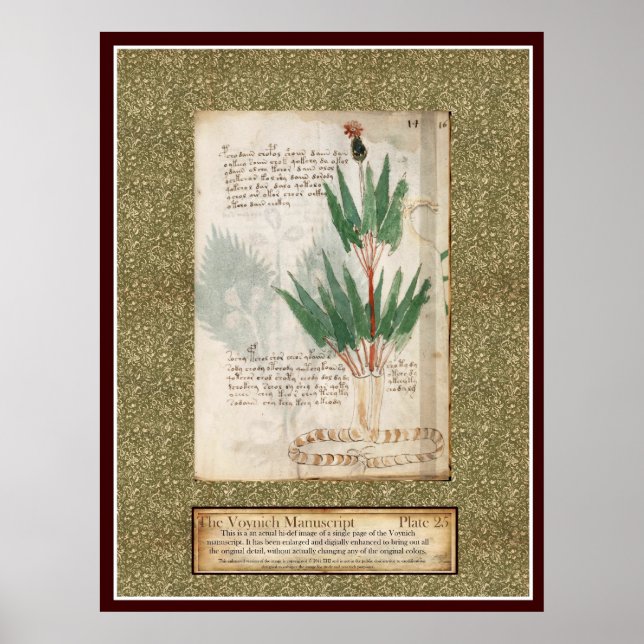 Poster Plaque Voynich 25 (Devant)