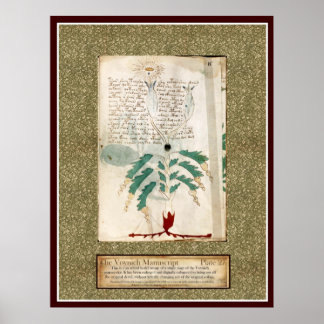 Poster Plaque Voynich 27