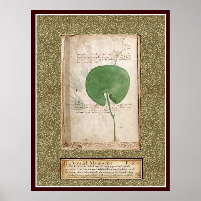 Poster Plaque Voynich 4 - Illustration botanique (Devant)