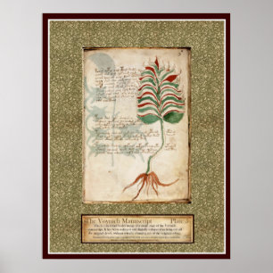 Poster Plaque Voynich 5 - Illustration botanique