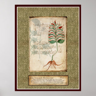Poster Plaque Voynich 5 - Illustration botanique
