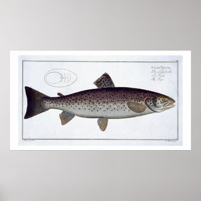 Poster Plaque XXI de truite de mer (Salmo Trutta) de 'Ich (Devant)