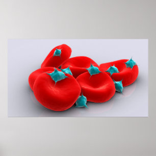 Poster Plaquettes avec les globules rouges 1
