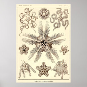 Poster Plat 10 Ophiodea