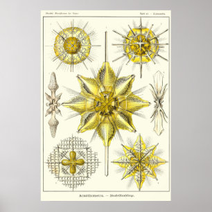 Poster Plat 21 Acanthometra