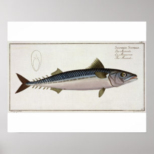 Poster Plat LIV de maquereau (Scomber de Scomber) de