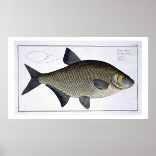 Poster Plat XIII de brème (Brama de Cyprinus) de