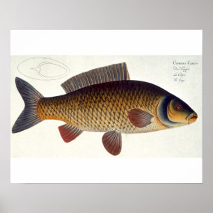 Poster Plat XVI de carpe (Cyprinus Carpio) de