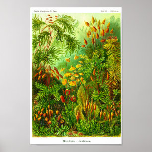 Poster Plate 72. Muscinae.