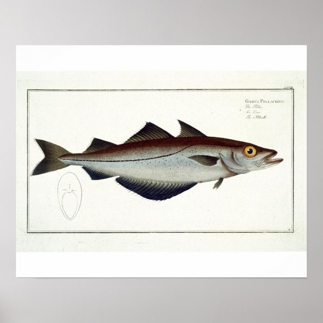 Poster Plate de Pollack (Pollachius pollachius) LXVIII de (Devant)
