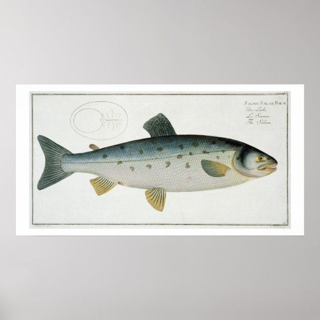 Poster Plate de saumon (Salmo Salar) XX de 'Ichthyologie, (Devant)