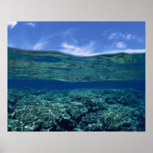 Poster Plateau de corail