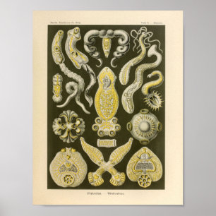 Poster Platodes vintages couleur Ernst Haeckel Art Imprim