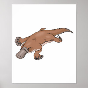 Poster platypus à bec
