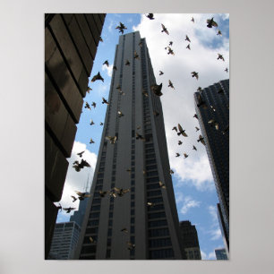 Poster Plaza de la banque une contre l'évasion de pigeon