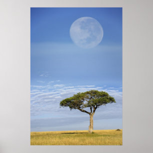 Poster Pleine lune au-dessus des acacias, Masai Mara,