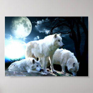 Poster Pleine lune de loup