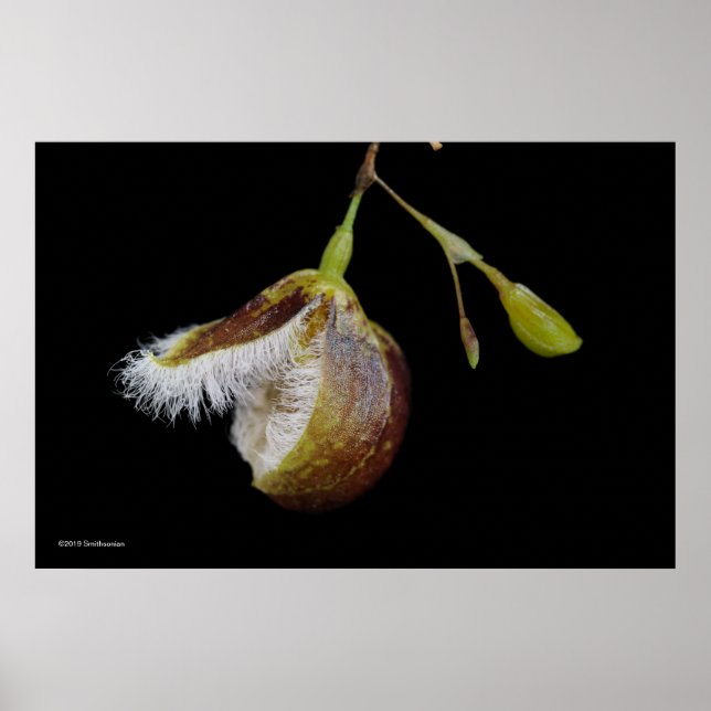 Poster Pleurothallis Cypripedioides (Devant)