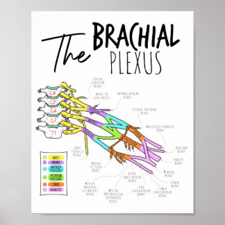 Poster Plexus brachial