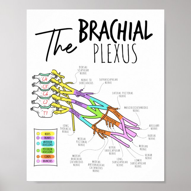 Poster Plexus brachial (Devant)