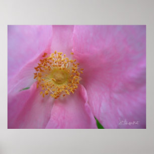 Poster Plongez dans la Flower Zone !