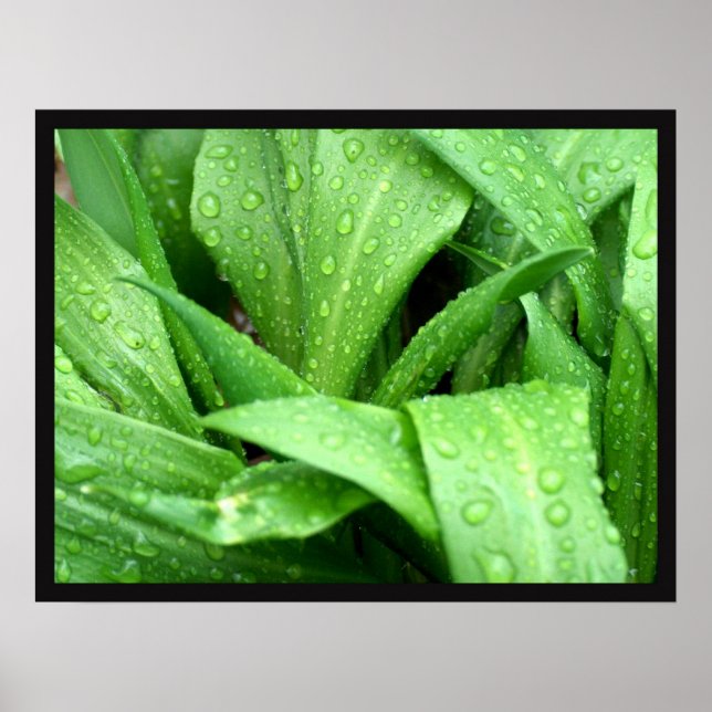 Poster Pludrops (Devant)