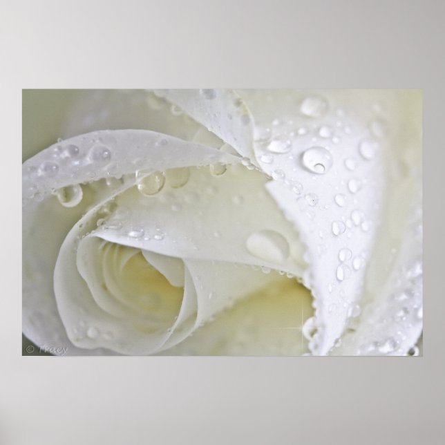 Poster Pluie cristalline (Devant)