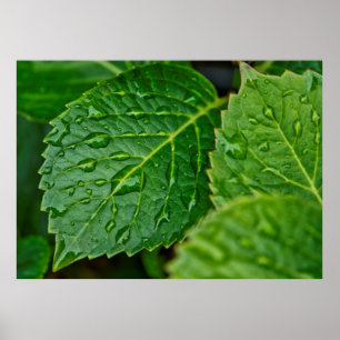 Poster Pluie goutte d'eau feuilles humides