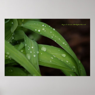 Poster Pluie matinale sur des lames parfaites d'herbe pho