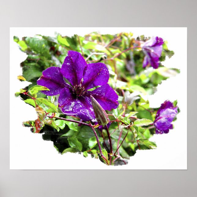 Poster Pluie violette (Devant)