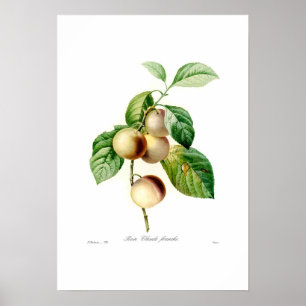 Poster Plum