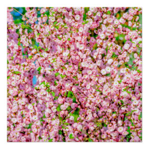 Poster Plum à fleurs