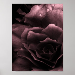 Poster Plum Dusty - Gros plan sur une Bégonie double